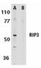 Receptor Interacting Serine/Threonine Kinase 3 antibody, ADI-905-242-100, Enzo Life Sciences, Western Blot image 