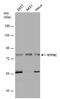 TRNA Methyltransferase 2 Homolog A antibody, PA5-78471, Invitrogen Antibodies, Western Blot image 