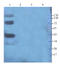 Cathepsin G antibody, orb371968, Biorbyt, Western Blot image 