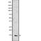 C-C Motif Chemokine Ligand 2 antibody, abx148999, Abbexa, Western Blot image 