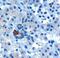 Par-6 Family Cell Polarity Regulator Alpha antibody, MBS421305, MyBioSource, Immunohistochemistry paraffin image 