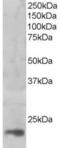 Mago Homolog, Exon Junction Complex Subunit antibody, LS-C55081, Lifespan Biosciences, Western Blot image 