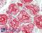 Aquaporin 1 (Colton Blood Group) antibody, LS-B11246, Lifespan Biosciences, Immunohistochemistry frozen image 