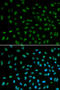 DCTN1 antibody, A02175, Boster Biological Technology, Immunoprecipitation image 