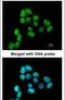 Small RNA Binding Exonuclease Protection Factor La antibody, PA5-29763, Invitrogen Antibodies, Immunofluorescence image 