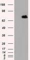 RalA Binding Protein 1 antibody, LS-C114958, Lifespan Biosciences, Western Blot image 