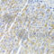 O-Sialoglycoprotein Endopeptidase Like 1 antibody, A8022, ABclonal Technology, Immunohistochemistry paraffin image 