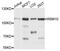 RNA Binding Motif Protein 10 antibody, MBS129123, MyBioSource, Western Blot image 