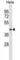 ARH1 antibody, abx031332, Abbexa, Western Blot image 