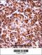 USO1 Vesicle Transport Factor antibody, 57-431, ProSci, Immunohistochemistry frozen image 