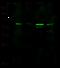 Kazal Type Serine Peptidase Inhibitor Domain 1 antibody, 101250-T32, Sino Biological, Western Blot image 