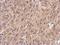 Wnt Family Member 4 antibody, NBP2-20909, Novus Biologicals, Immunohistochemistry frozen image 