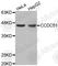 Coiled-Coil Domain Containing 51 antibody, A3496, ABclonal Technology, Western Blot image 