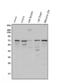 Protection Of Telomeres 1 antibody, PB9780, Boster Biological Technology, Western Blot image 