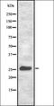 Tetraspanin 9 antibody, orb337374, Biorbyt, Western Blot image 