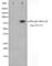 Component Of Inhibitor Of Nuclear Factor Kappa B Kinase Complex antibody, abx010968, Abbexa, Western Blot image 