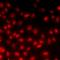 Peter Pan Homolog antibody, orb412594, Biorbyt, Immunofluorescence image 