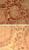 Toll Like Receptor 7 antibody, NBP2-24905, Novus Biologicals, Immunohistochemistry frozen image 