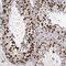 Bcl-2-like protein 2 antibody, PA5-51430, Invitrogen Antibodies, Immunohistochemistry frozen image 