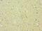 Ephrin A1 antibody, LS-C375634, Lifespan Biosciences, Immunohistochemistry frozen image 