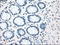 Checkpoint Kinase 2 antibody, LS-C114497, Lifespan Biosciences, Immunohistochemistry frozen image 