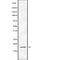 Eukaryotic Translation Initiation Factor 5A2 antibody, abx215127, Abbexa, Western Blot image 