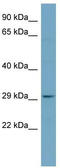 Platelet Activating Factor Acetylhydrolase 1b Catalytic Subunit 2 antibody, TA344310, Origene, Western Blot image 