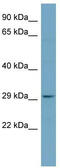 Platelet Activating Factor Acetylhydrolase 1b Catalytic Subunit 2 antibody, TA344310, Origene, Western Blot image 