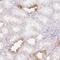 TATA-Box Binding Protein Associated Factor 1 Like antibody, NBP2-30752, Novus Biologicals, Immunohistochemistry frozen image 