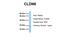 Claudin 8 antibody, NBP1-59157, Novus Biologicals, Western Blot image 