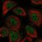 Neuronal Nuclei antibody, PA5-56560, Invitrogen Antibodies, Immunofluorescence image 