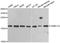 Translocase Of Inner Mitochondrial Membrane 17A antibody, A6449, ABclonal Technology, Western Blot image 