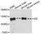 Insulin-degrading enzyme antibody, abx126941, Abbexa, Western Blot image 