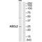 Achaete-Scute Family BHLH Transcription Factor 2 antibody, A05155, Boster Biological Technology, Western Blot image 