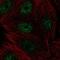 CBFA2/RUNX1 Partner Transcriptional Co-Repressor 3 antibody, NBP2-56012, Novus Biologicals, Immunofluorescence image 