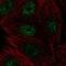 CBFA2/RUNX1 Partner Transcriptional Co-Repressor 3 antibody, NBP2-56012, Novus Biologicals, Immunofluorescence image 