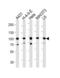 Heat Shock Protein 90 Alpha Family Class B Member 1 antibody, 63-252, ProSci, Western Blot image 
