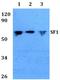 Splicing Factor 1 antibody, LS-B13200, Lifespan Biosciences, Western Blot image 