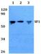 Mammalian branch point-binding protein antibody, LS-B13200, Lifespan Biosciences, Western Blot image 