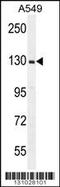 Retinitis Pigmentosa GTPase Regulator antibody, 56-288, ProSci, Western Blot image 