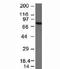 IgM antibody, 33-147, ProSci, Western Blot image 