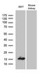 Coiled-Coil-Helix-Coiled-Coil-Helix Domain Containing 10 antibody, MA5-27535, Invitrogen Antibodies, Western Blot image 