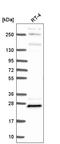 PRG2 antibody, HPA064368, Atlas Antibodies, Western Blot image 