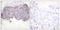 Lipase E, Hormone Sensitive Type antibody, LS-C199084, Lifespan Biosciences, Immunohistochemistry paraffin image 