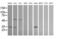 Pyridoxal Phosphate Binding Protein antibody, MA5-26069, Invitrogen Antibodies, Western Blot image 