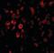 SCO Cytochrome C Oxidase Assembly Protein 2 antibody, orb86746, Biorbyt, Immunocytochemistry image 