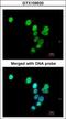 RAS Protein Activator Like 1 antibody, GTX109520, GeneTex, Immunocytochemistry image 