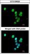 RasGAP-activating-like protein 1 antibody, GTX109520, GeneTex, Immunocytochemistry image 