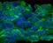 Oncostatin M Receptor antibody, MAB662, R&D Systems, Immunofluorescence image 