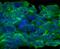 Oncostatin M Receptor antibody, MAB662, R&D Systems, Immunofluorescence image 